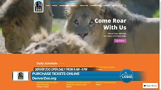 The Denver Zoo Has A New Lion Cub Just In Time for The Lion King Movie Premiere