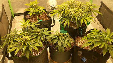 How To Grow Legal Marijuana Easy On A Budget