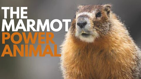 The Marmot Power Animal
