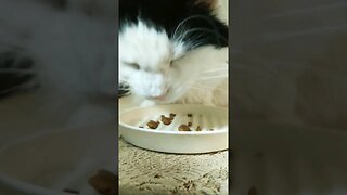 Mr. Muffin being in the moment eating treats. #cat #shortvideo #mycat #asmr #shorts #short #cats