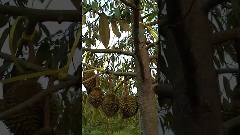 4 year old durian tree