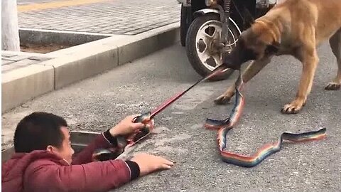 Dogs Protecting Their Owners and Saving People’s Lives