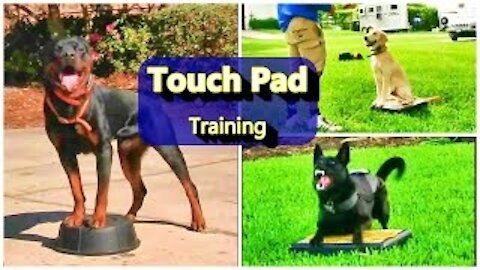 dog touchpad training video