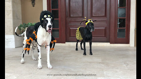 Funny Great Dane Walks Backwards In Spider Halloween Costume