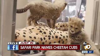 San Diego Zoo Safari Park announces cheetah cub names