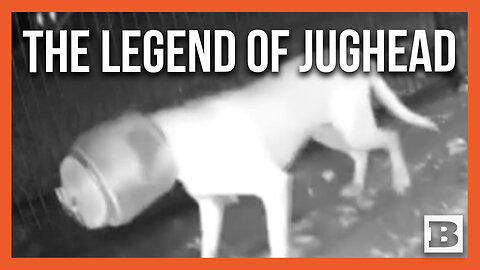 Woman Catches "Jughead," a Dog Who Had a Jar Stuck on His Head for Over a Month