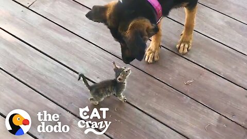 Stray Kitten Picks A Dog As Her Mom The Dodo Cat Crazy