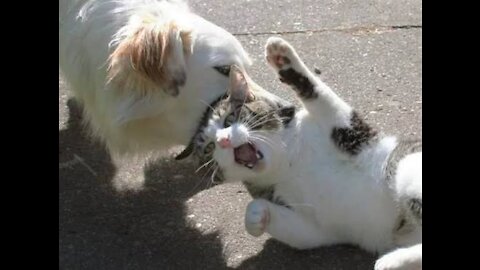 MOST Vicious DOG Attacks On CATS and KITTENS