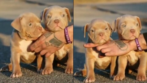Pitbull Puppies Killer 🔥Attitude _ #Dog | cutest overloaded |