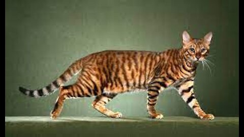 Fun Facts and Myths About Toyger Cats