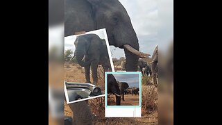 Up close and personal with elephants