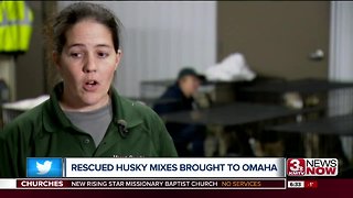 Omaha husky rescue saves dogs from Tennessee hoarding situation