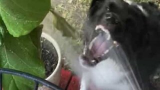 Cão é obcecado por água da mangueira