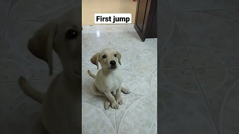 puppy first jump #shorts #shortsfeed #funny