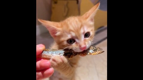 cats love to eat dry fish. cute cat video clips