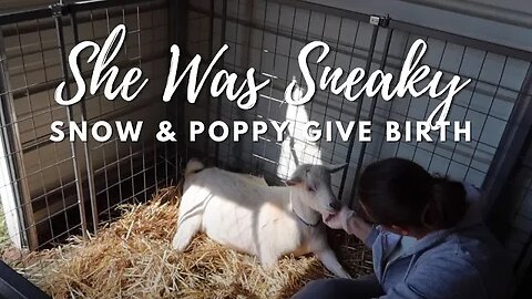 She Used Snow as a Decoy | Live Goat Birth | Miniature Goat Birth