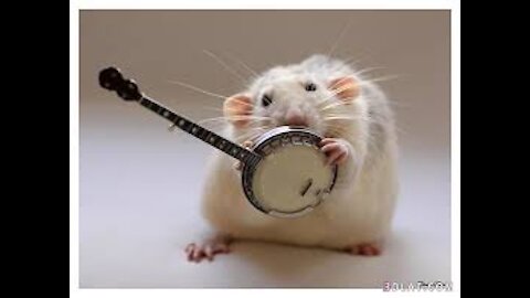 Comedy – funny – rat animal cat