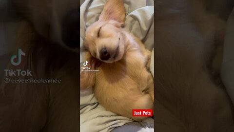 Adorable sleeping puppy #tiktok #cute #shorts #viral #funnyvideos