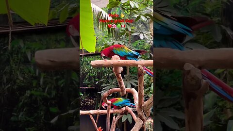 Look at the Scarlet Macaw moving on the wood tree perch ❤️🌸🍀🇨🇦