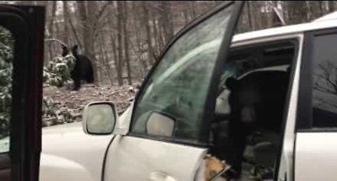 Un ourson coincé dans une voiture!
