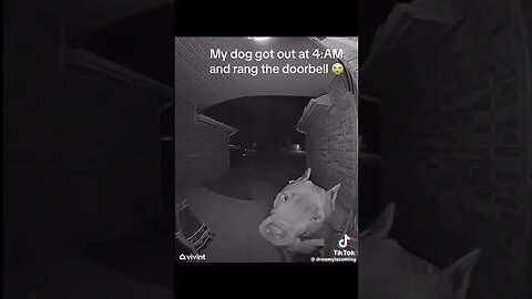 My Dog Got Out At 4a.m & Ring The Doorbell Camera 📸#viral #youtube #trynottolaugh #pitbull #animals