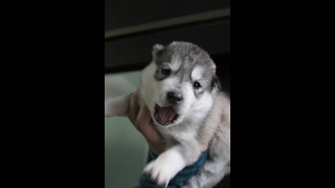 The funniest and Cutest Husky Compilation))