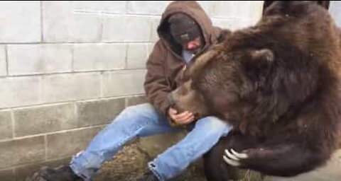 Hoitaja silittää 635-kiloista karhua