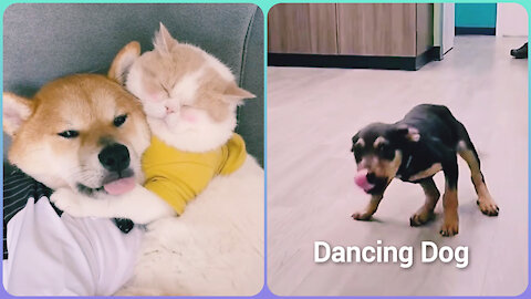 Cute animals - Dancing dog - Lovely dog and cat.