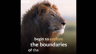 Lone Lion Faces Down 20 Hyenas, Friend Arrives and Turns the Tables