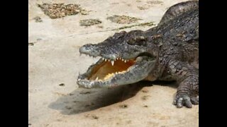 Mulher filma ataque de crocodilo assustador na Austrália