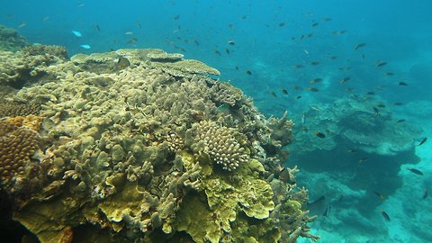 Australia Commits About $379M To Help Save The Great Barrier Reef