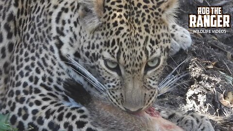 Leopard Eats A Mongoose! | Maasai Mara Safari | Zebra Plains