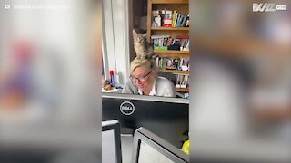 Cat falls asleep on top of owner's head