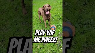 Hunter wants to play #lifewithdogs #playwithme #chesapeakebayretriever