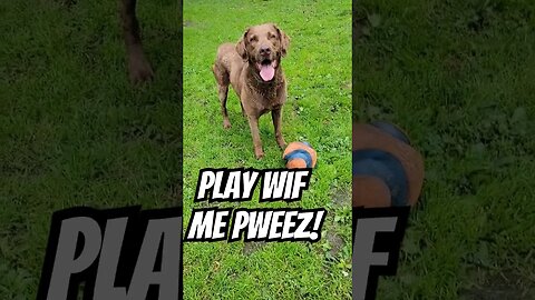 Hunter wants to play #lifewithdogs #playwithme #chesapeakebayretriever