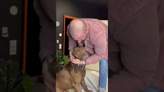 This Dog is Regular Patient To Dog Chiropractor, He knew The Sweet Kiss Was Next.