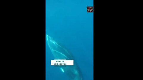 The Minke Whale Facts #shorts #amazingfacts #animals