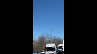 Hundreds of Canadian Geese in Flight