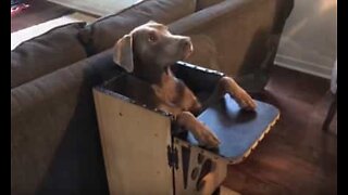 Koira syö erityisvalmisteisessa tuolissa
