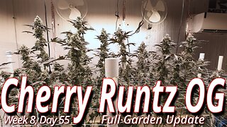Cherry Runtz OG Week 8 Flush: Spider Farmer SE7000 Flower Room Update