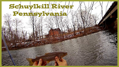 Schuylkill River Brown Trout