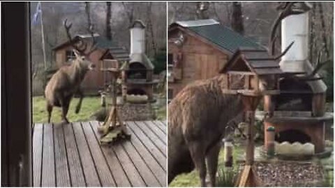 En fräck hjort stjäl fågelmat