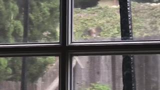 Fearless squirrel calls aggressive hawk's bluff