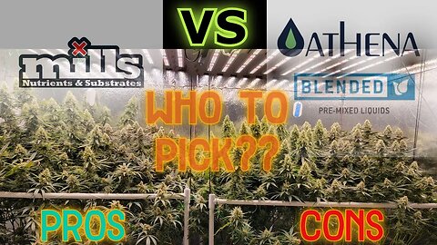 Athena vs Mills - Who's Winning Veg, Flower, Labs? Testing Flushing? Recycle Condensate - Day 53
