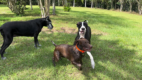 Playful Great Danes Show Off New Hole To Pointer Dog Buddy