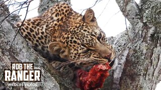 Leopard Cub Feeds As Mum Relaxes | Maasai Mara Safari | Zebra Plains