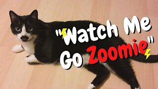 Kitty proves that cats can also do zoomies