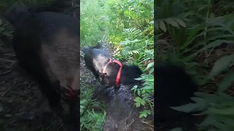 Nashwaak River Running High! #nature #dog #water