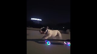 This amazing French Bulldog knows how to ride a skateboard