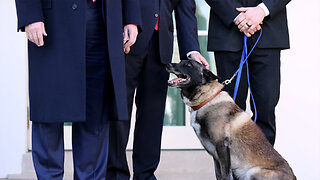 White House Honors Military Dog Who Assisted With Killing ISIS Leader